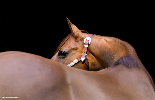 Horse Topline and Spine Care