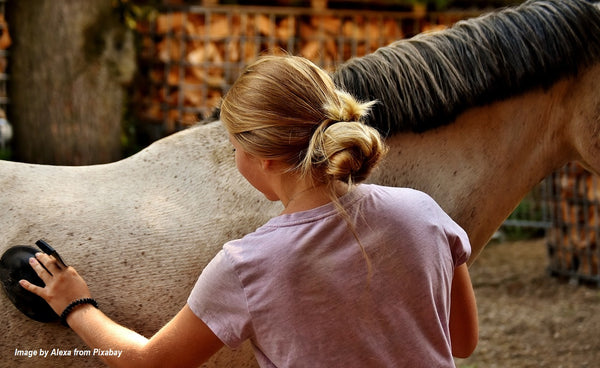 The Art of Grooming Your Horse
