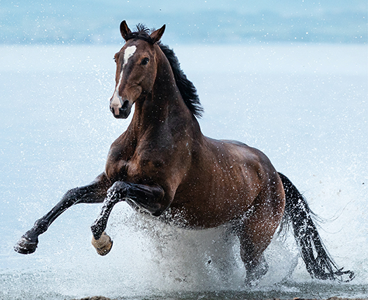 TENDON AND LIGAMENT SUPPLEMENTS FOR HORSES