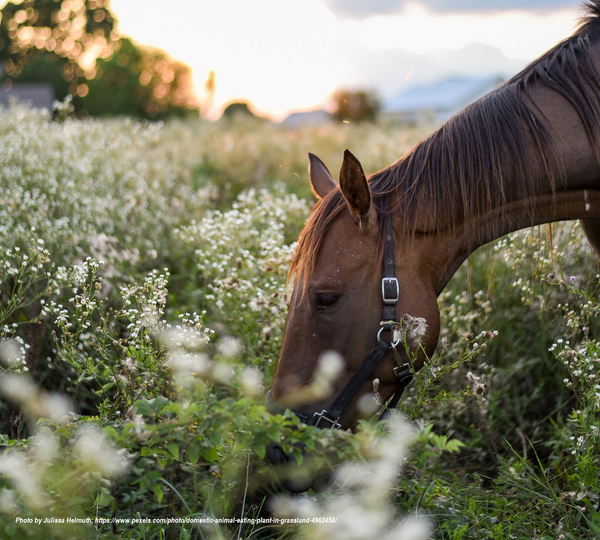 HOW IMPORTANT IS YOUR HORSES GUT HEALTH?