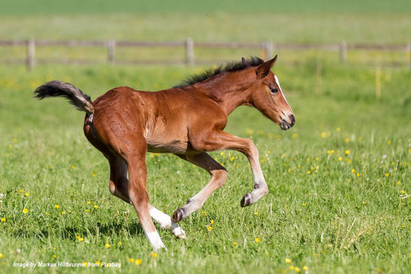Total Pre & Probiotic Powder Supplement for Horses can be included in a foal's nutrition.