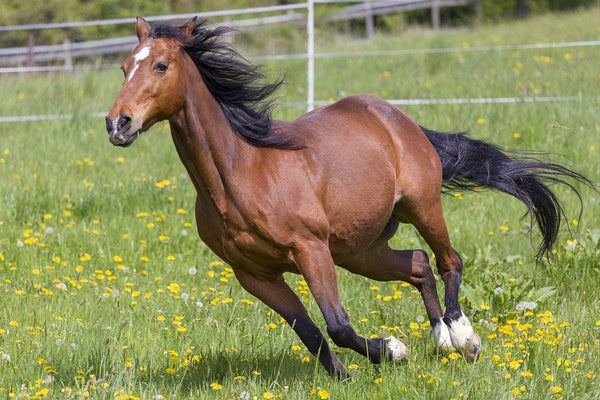 Caring Horse Supplies with the Best Supplements for High Performance Horses