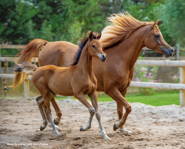 Caring Horse Supplies Horse Vitamins & Supplements