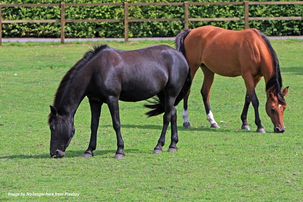 HOW PRE AND PROBIOTICS WORK IN YOUR HORSE GUT