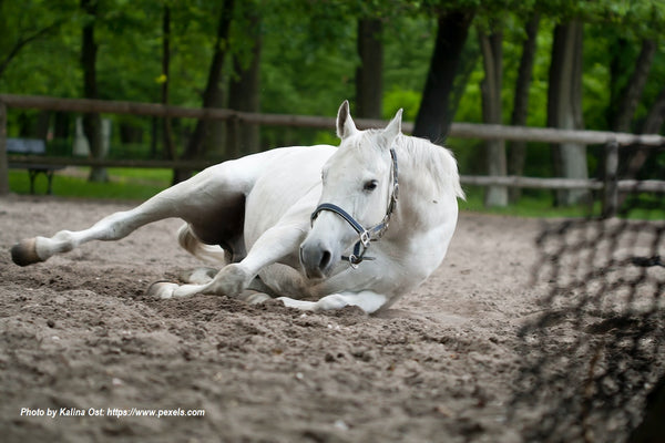 WHAT IS THE BEST PAIN RELIEF FOR HORSES?